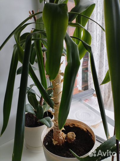 Замиокулькас и пальма Юкка - 500 р за шт
