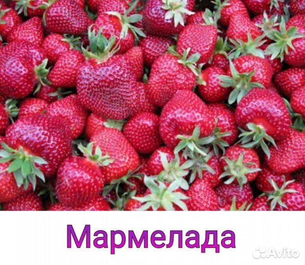 Рассада крупноплодной клубники