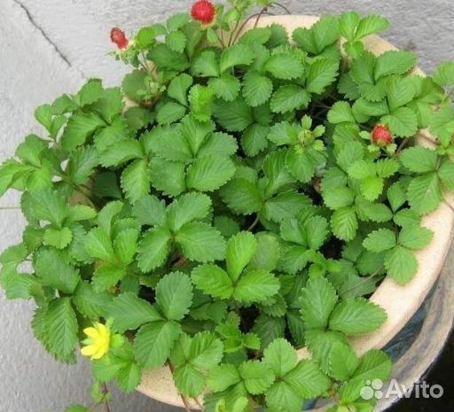 Орхидея карлик. Дюшенея, земляника декоративная