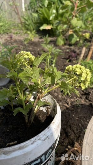 Саженцы kalina бульденеж