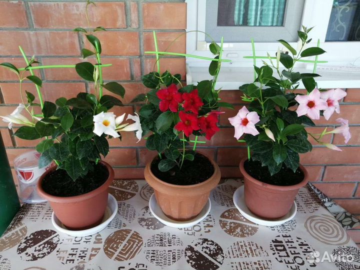 Диплодения