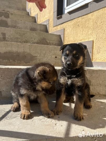 Немецкая овчарка