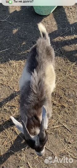 Рабочее Стадо баранов