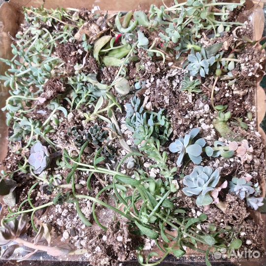 Суккуленты мелочь