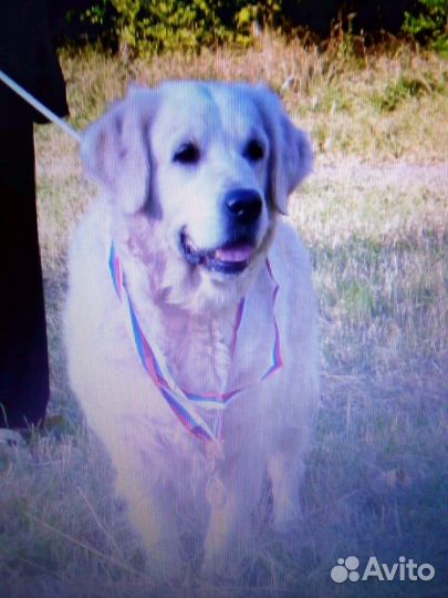 Клубные щенки ретривера