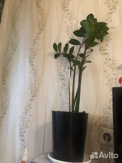 Замеакулькас