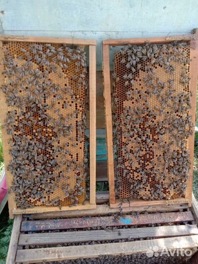 Пчелосемьи, пчелопакеты