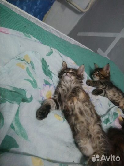 Котята мейн-кун