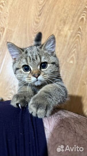 Шотланский котенок