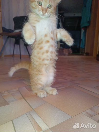 Рыжий котенок (мальчик)