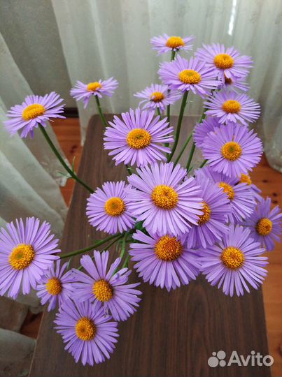 Фелиция - голубая ромашка