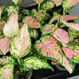 Аглаонема Красный Циркон (Aglaonema Red Zirkon) D6