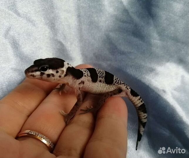 Геккон эублефар самки