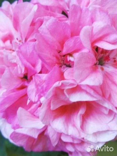 Пеларгонии