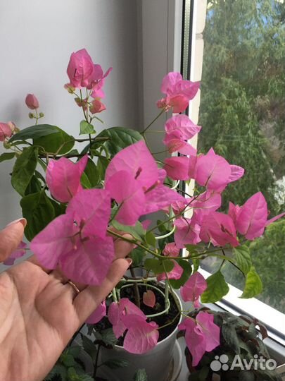 Бугенвиллея