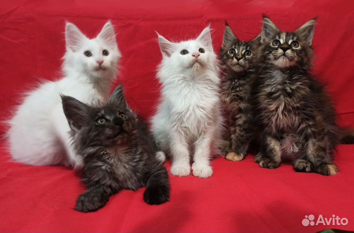 Котята Мейн кун