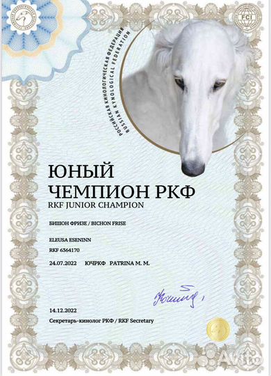 Кобель для вязки бишон фризе