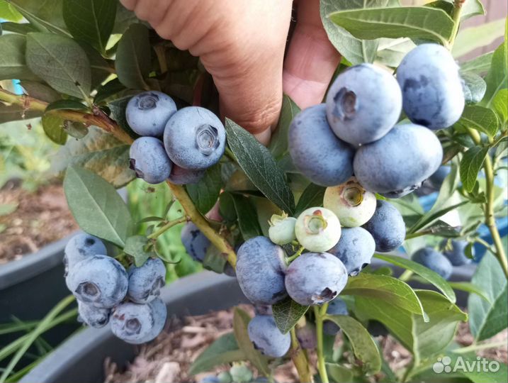 Голубика садовая саженцы Спартан, Дюк,Блюэтта