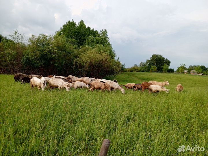 Козы дойные.овцы.козлы.козлята.оптом
