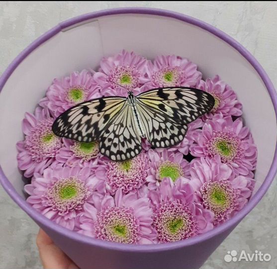Ферма с куколками бабочек
