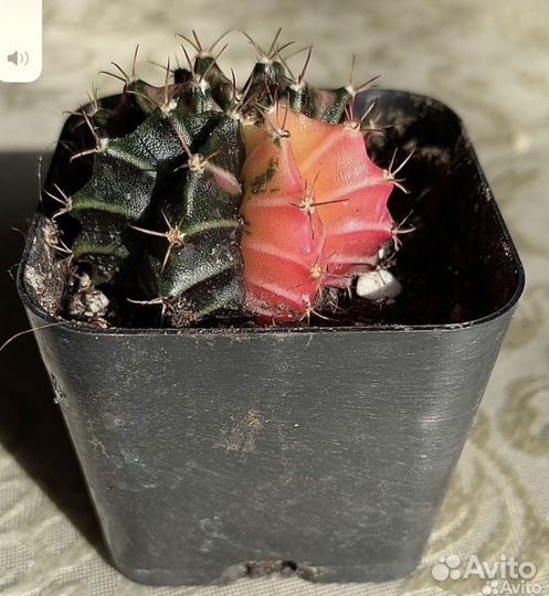 Красивые редкие кактусы