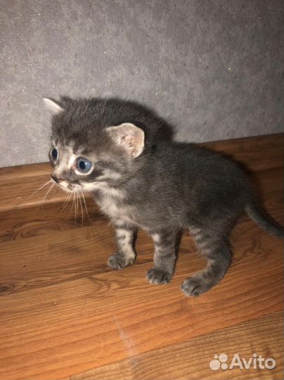 Кошки в добрые руки бесплатно