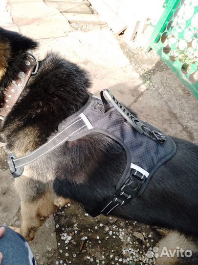 Шлейки для собаки