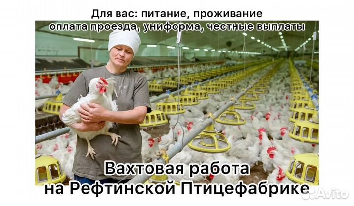 Разнорабочий на птицефабрику вахтой