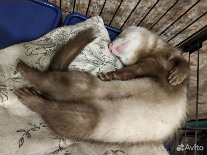 Клетка для грызунов большая