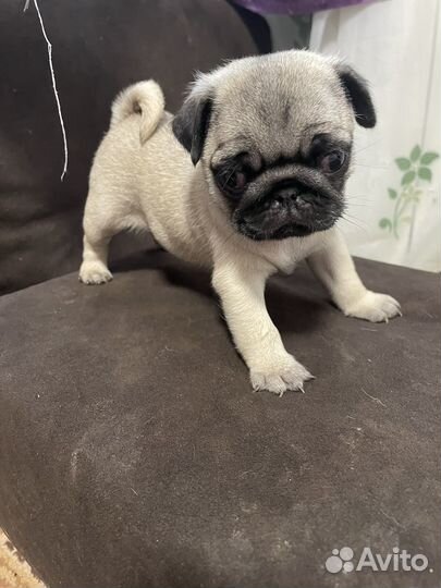 Щенки мопса