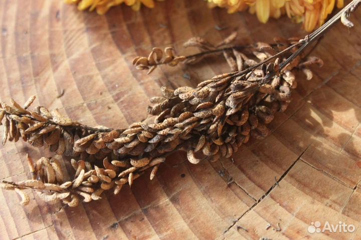 Аморфа кустарниковая/семена