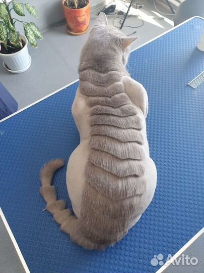 Стрижка кошек