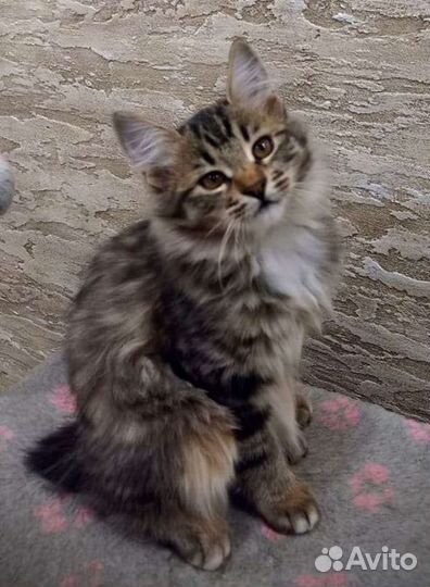 Курильский бобтейл