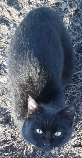 Кошка в дар