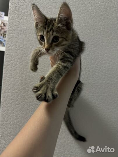 Котенок девочка