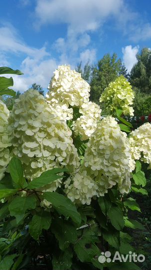 Гортензия метельчатая