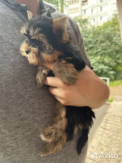 Йоркширский терьер (мини)