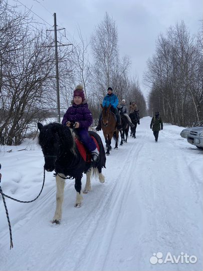 Катание и фотосессия на лошадях, обучение