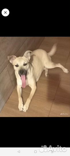 Маленькая собачка для квартиры