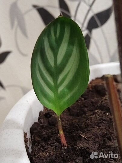 Комнатные растения цветы