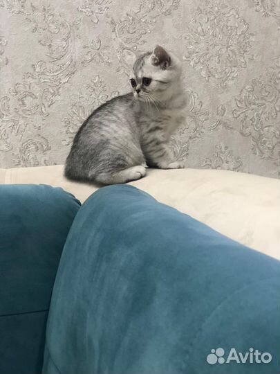 Шотландская кошечка