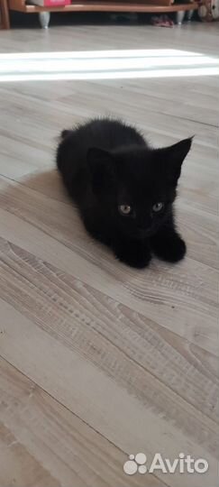 Метис, Мэй-кун