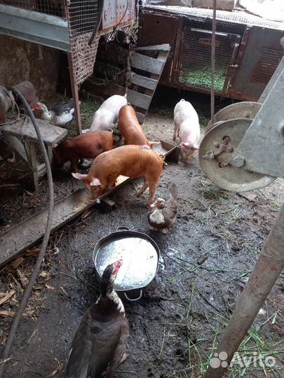 Поросята