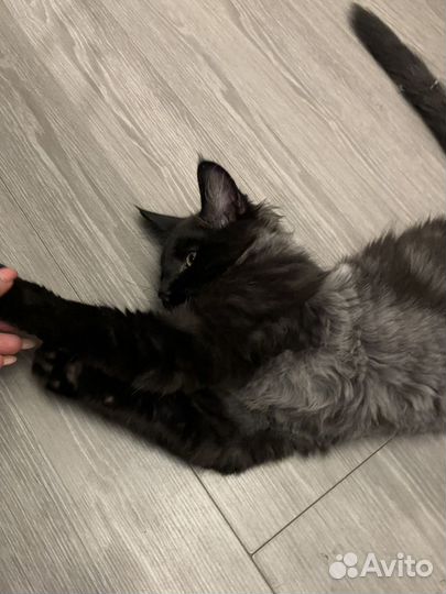 Мейн-кун в добрые руки