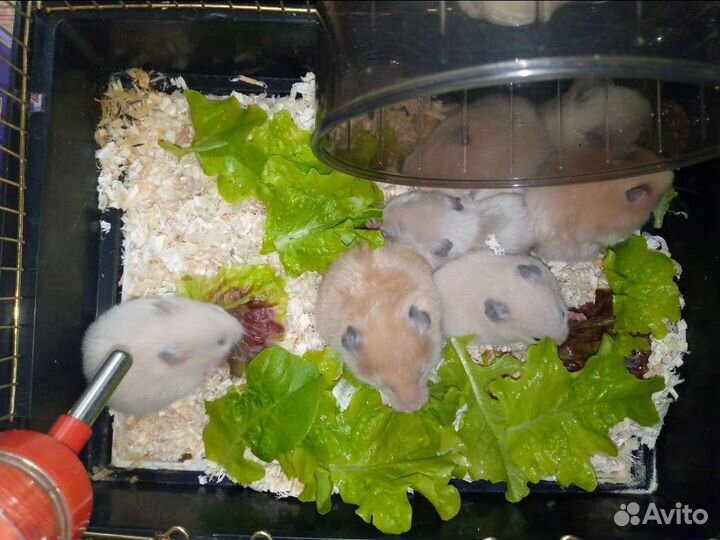 Сирийские хомяки