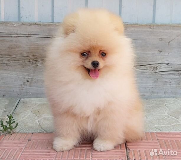 Померанский шпиц мини