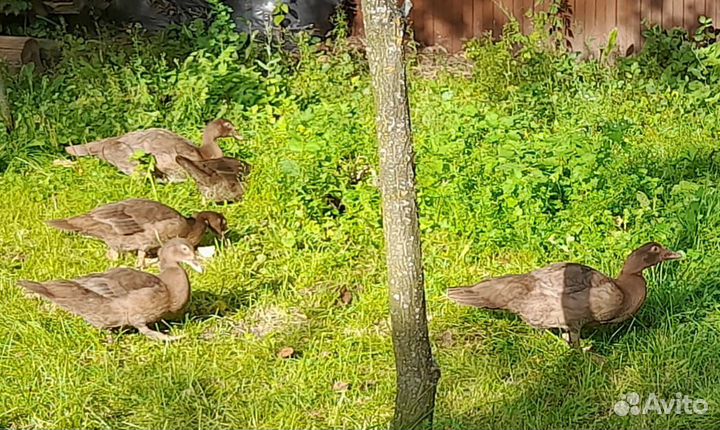 Мускусные утята.Уточки.Селезни