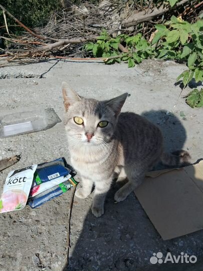 Котики бесплатно в добрые руки