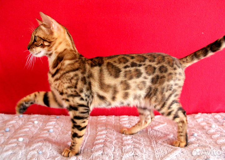 Котик бенгальский розетка на золоте