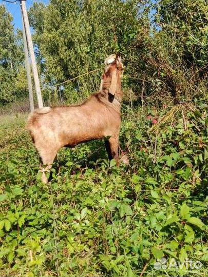Камори-нубийский козëл вязка
